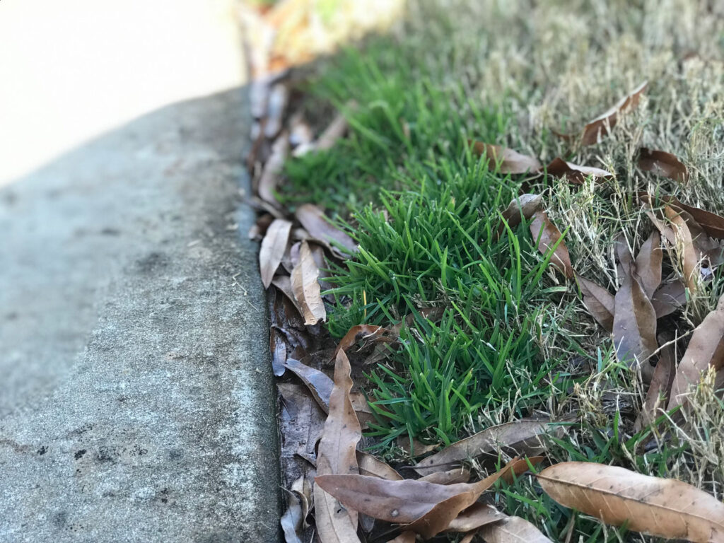 fall lawn with grass, weeds, and dead leaves