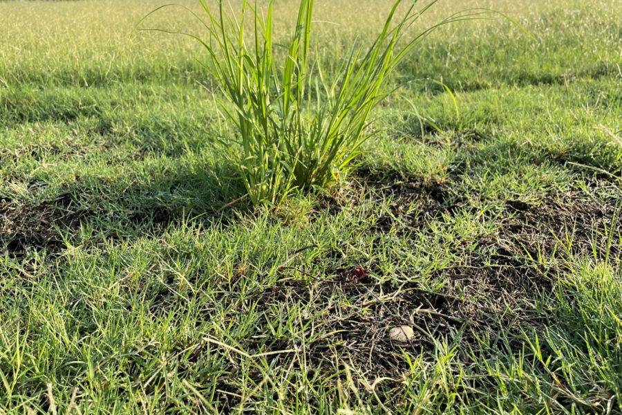 Broomsedge growing in lawn