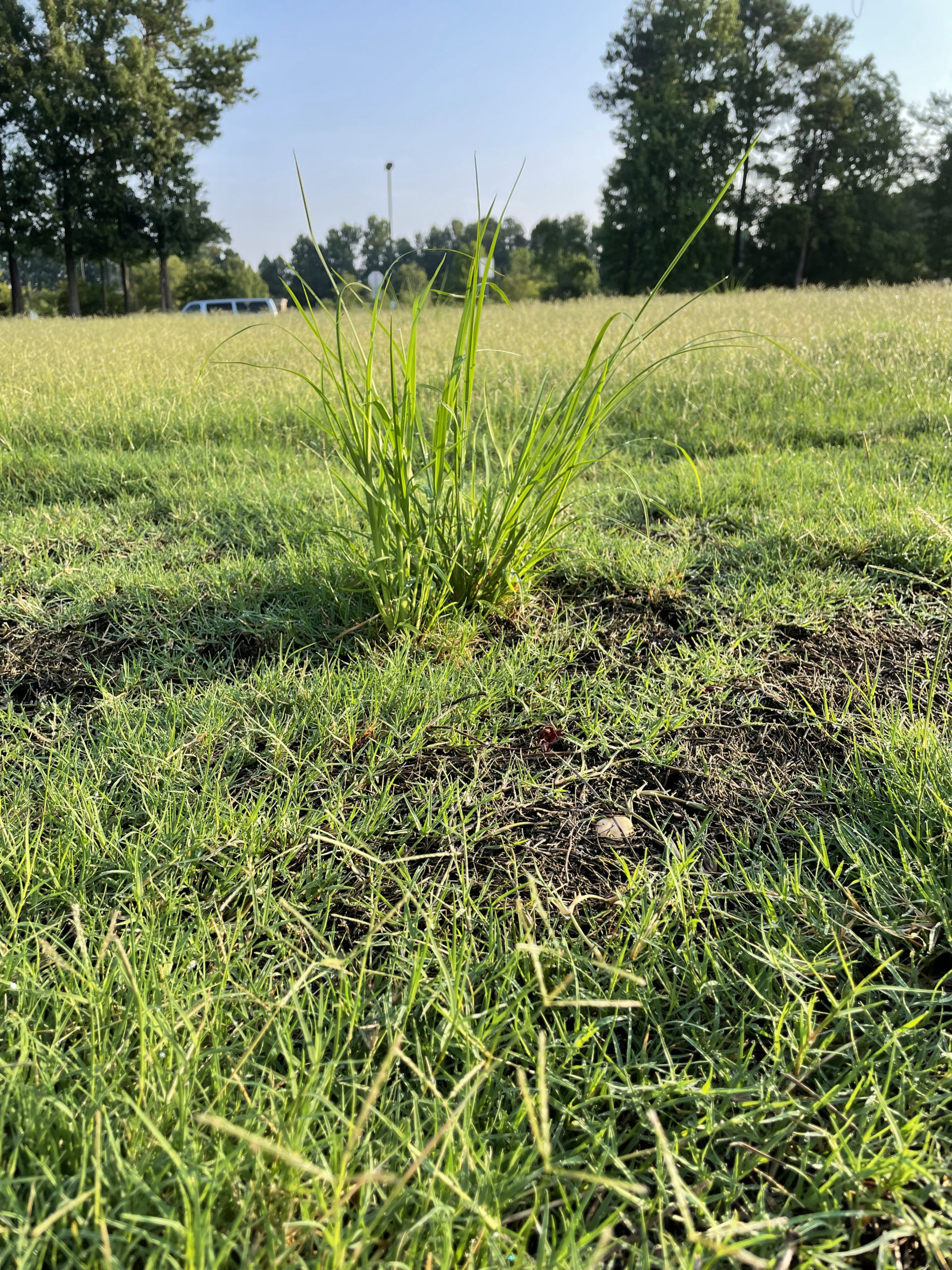 How to Remove Dallisgrass and Broomsedge from Your Lawn