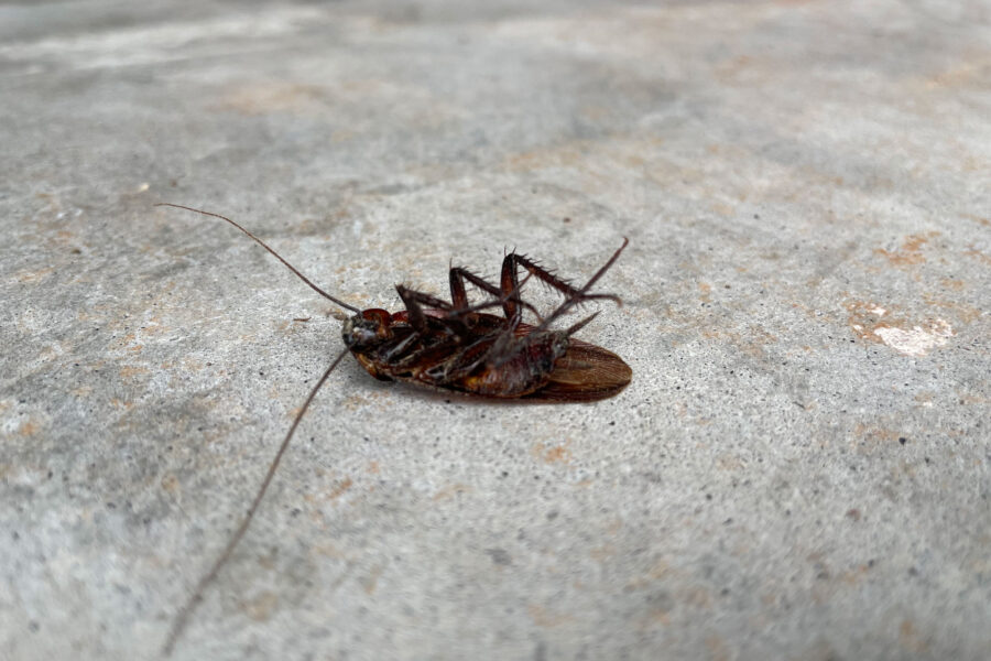 cockraoch lying on its back