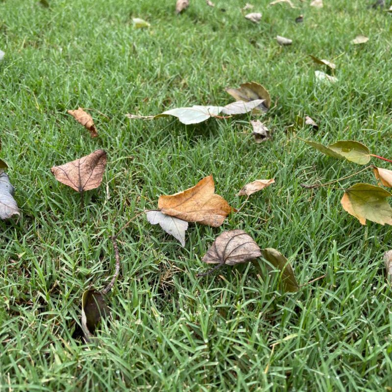fall debris on lawn