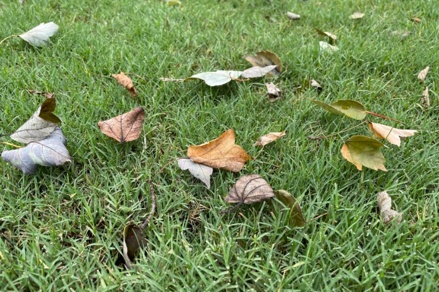 fall debris on lawn