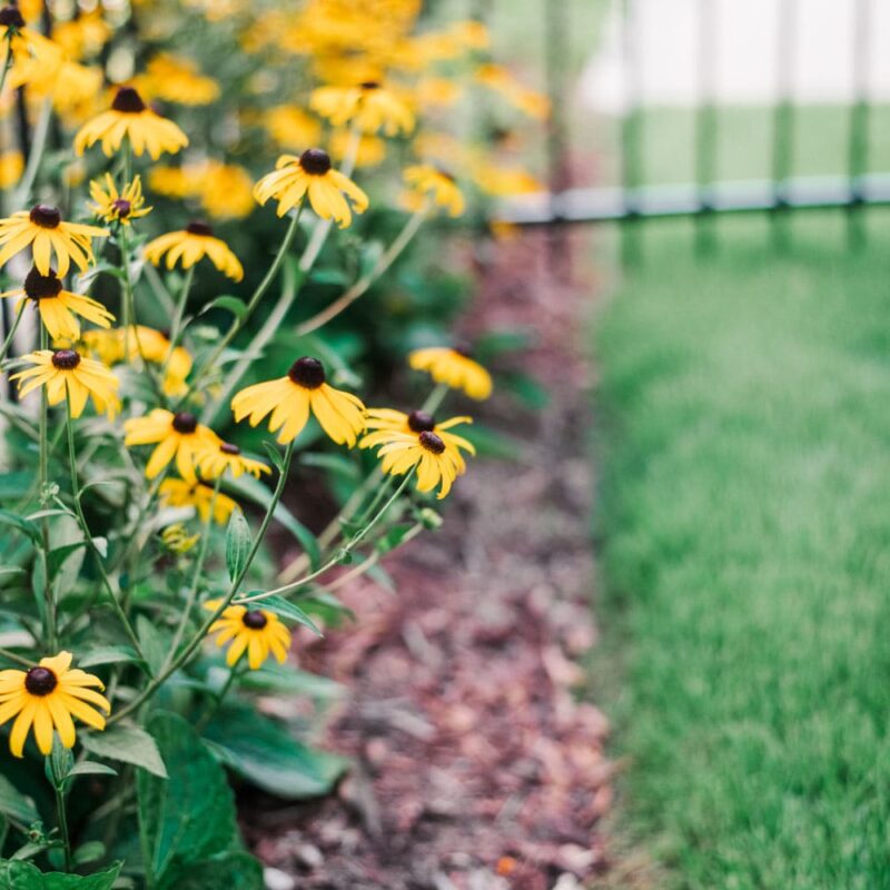 Yellow flowers with brown center, Black-Eyed Susans, growing next to a white fence and next to mulch and a lush green lawn