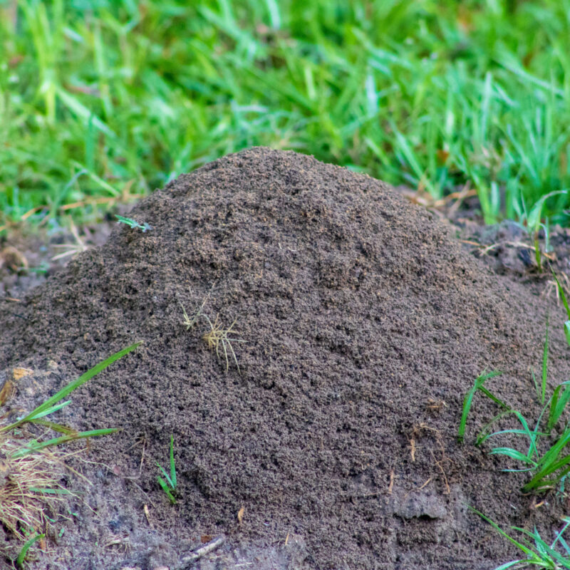 Fire ant hill in grass