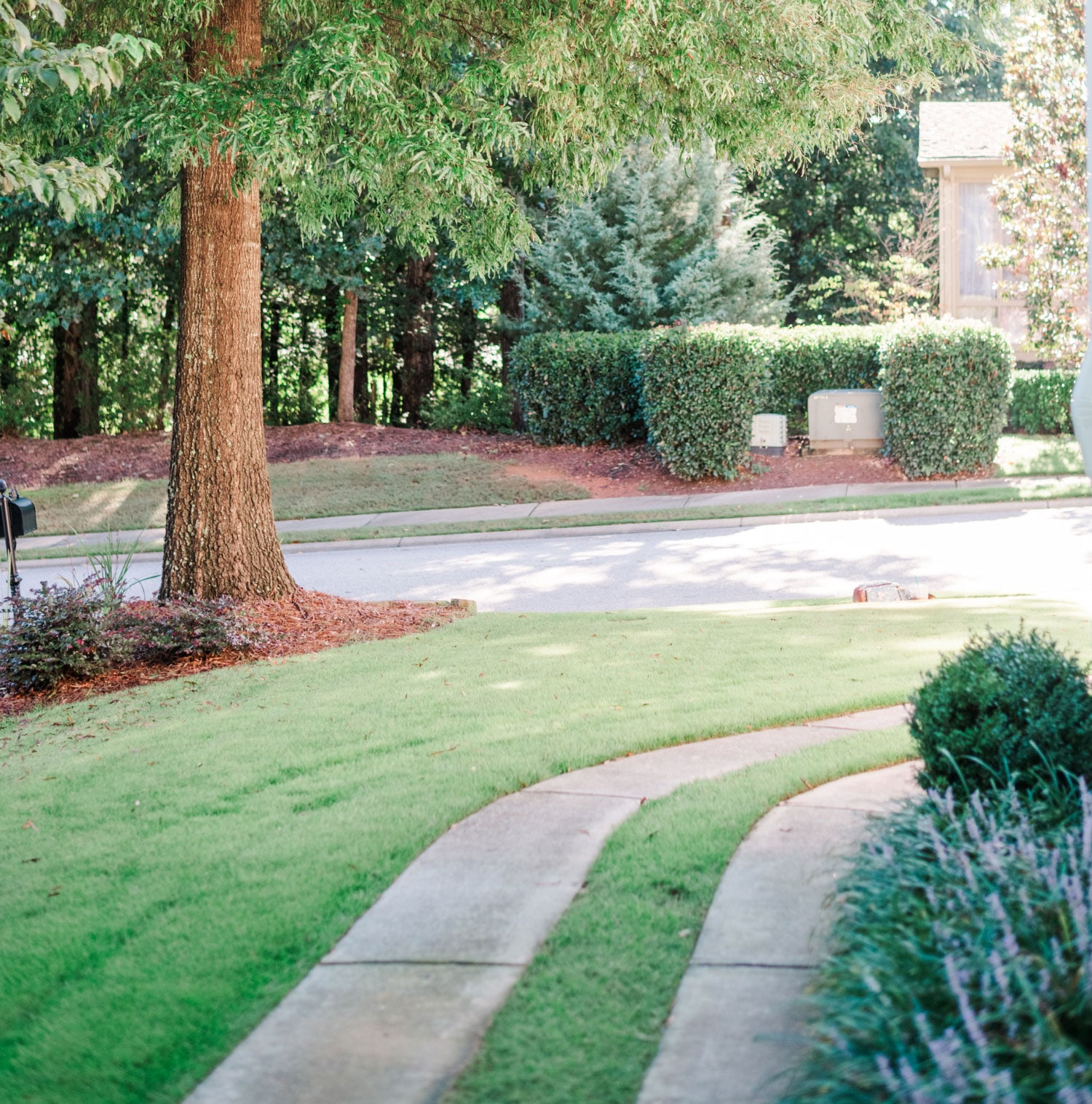 Trees and Turfgrass: Can They Live In Harmony?