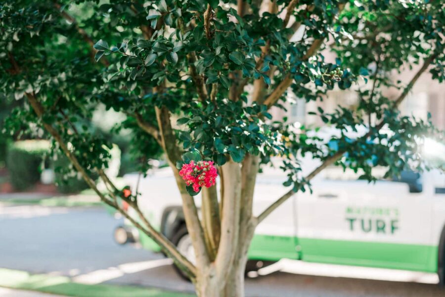 Tree with pink flower and toothpick on branch in front of Nature's Turf truck