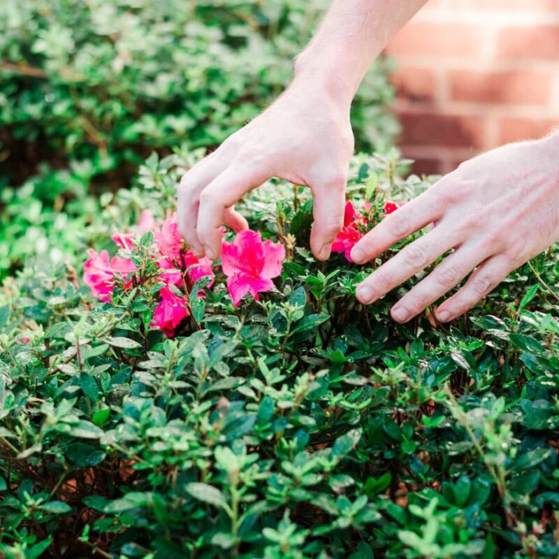 A pair of hands touching an ornamental shrub with bright pink flowers