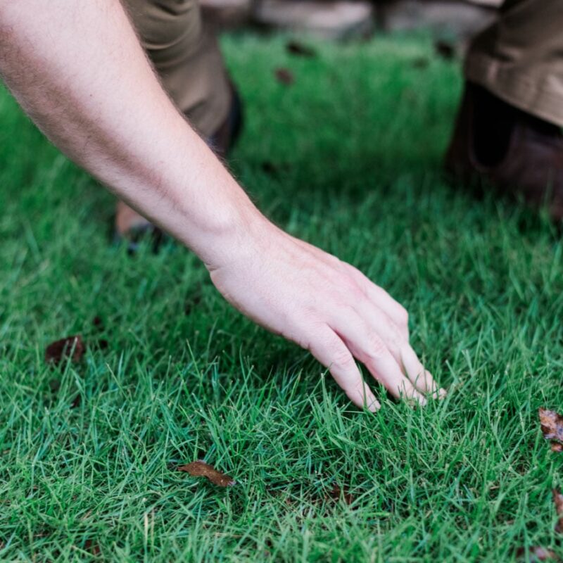 Nature's Turf employee inspecting grass and weeds in yard