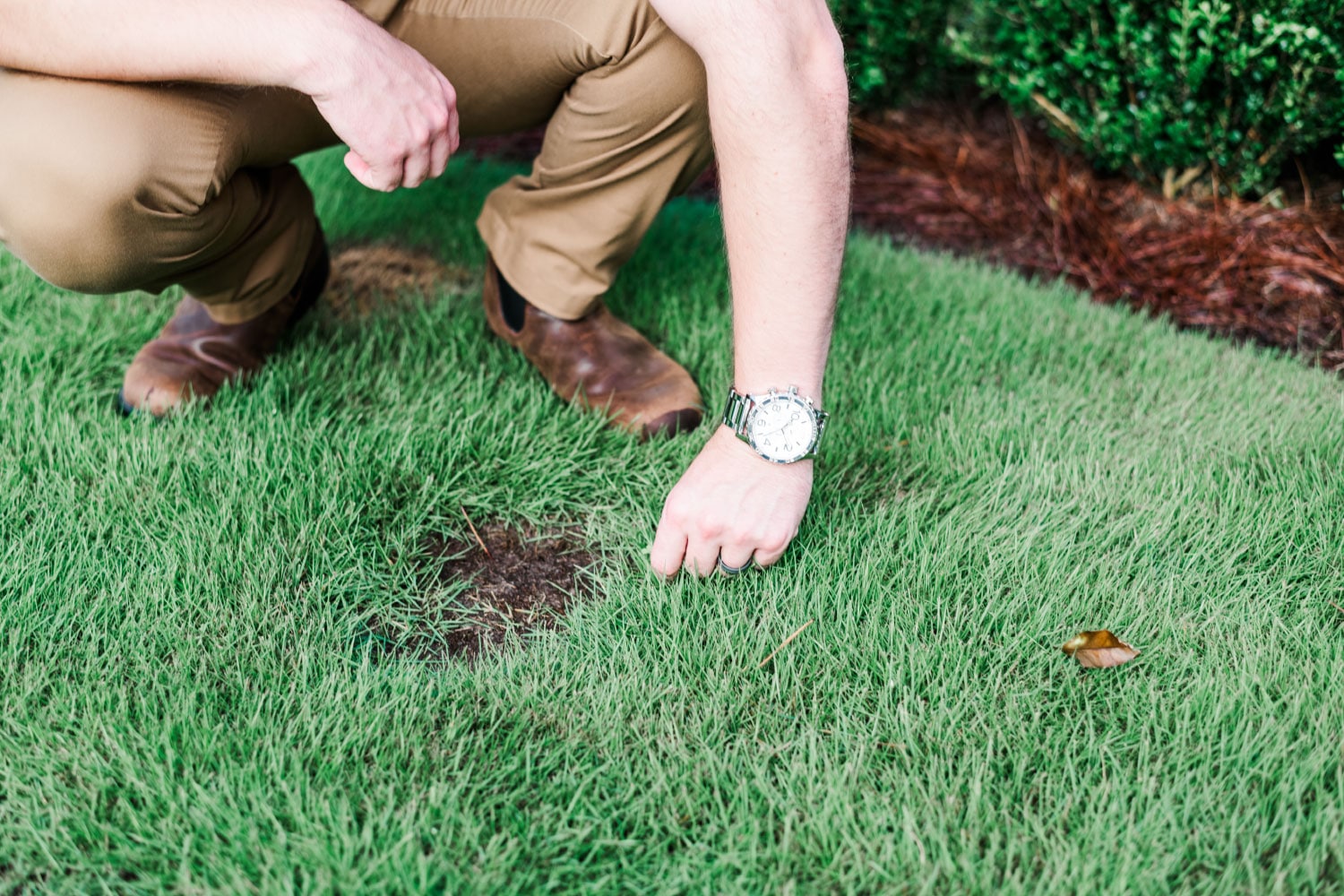 Common Zoysia Grass Problems