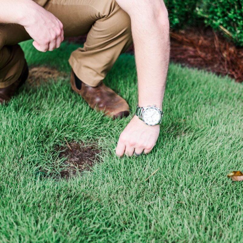 Nature's Turf employee inspecting a dirt mound in a lush lawn