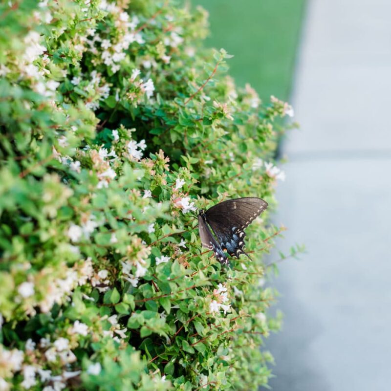 Healthy flowering shrub with a butterfly
