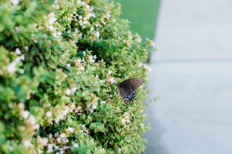 Healthy flowering shrub with a butterfly