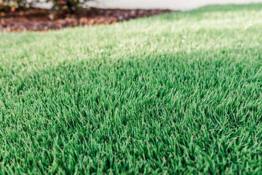 dense, green sod lawn