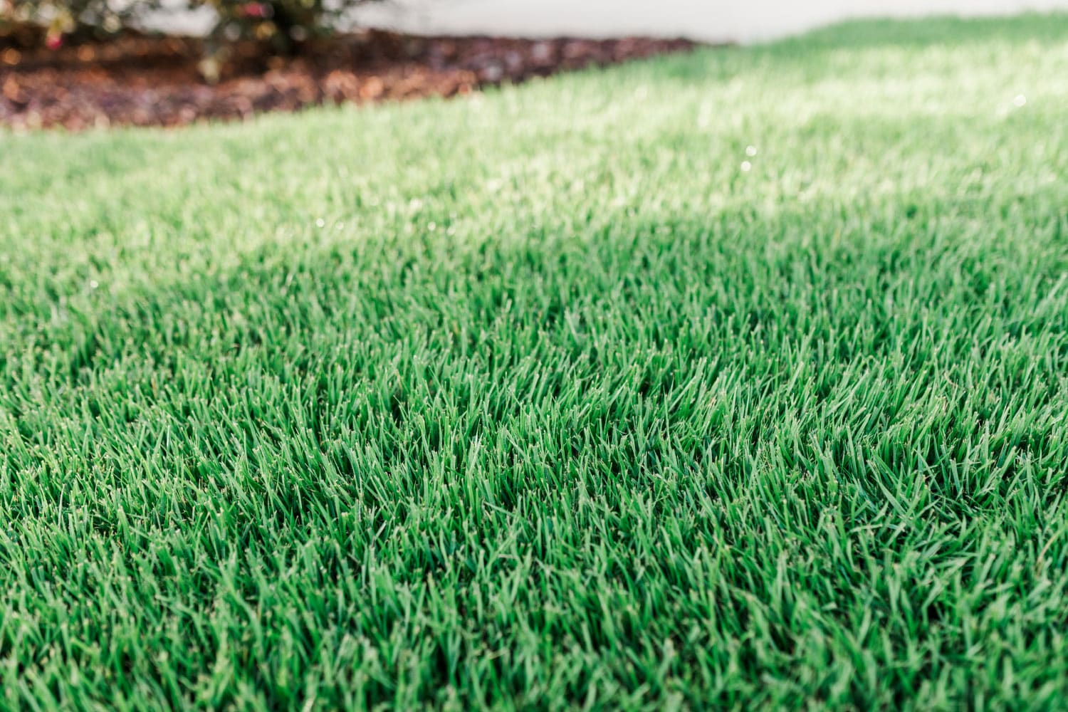 4 Tips for Treating Newly Installed Sod during Fall and Winter 
