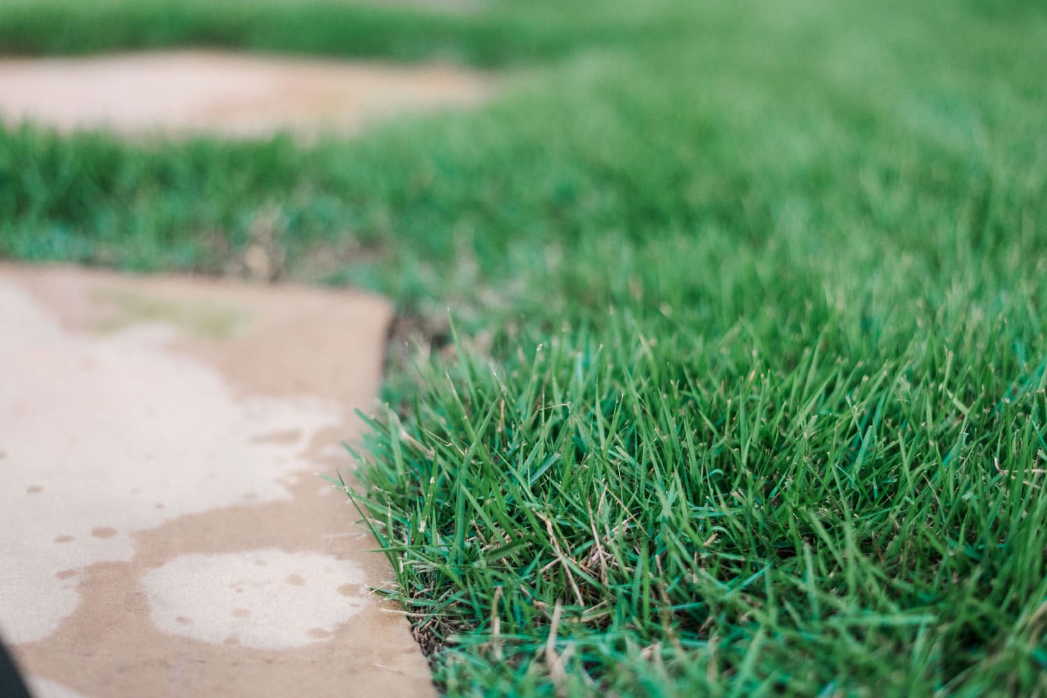 How to Care for Your Lawn in Late Summer and Fall