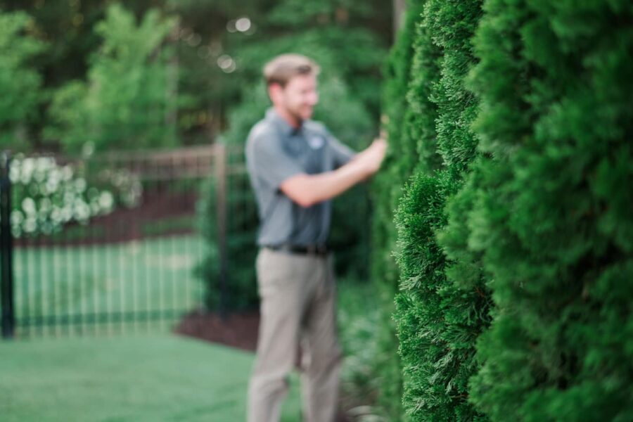 Nature's Turf employee treating ornamental trees on a lush green lawn next to a wrought iron fence