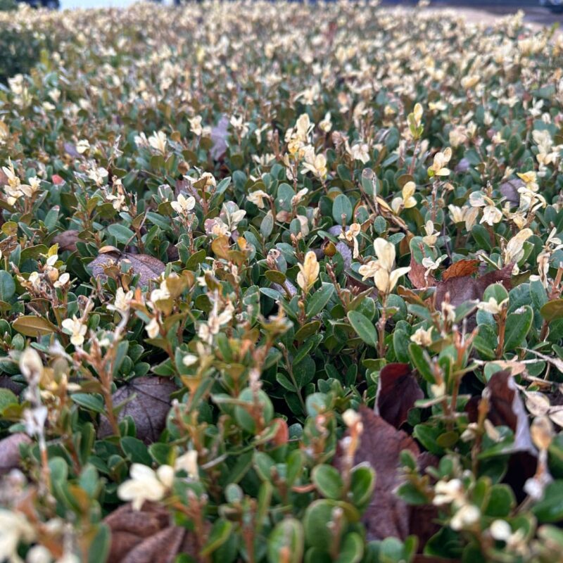 Ornamental shrub with signs of damage after a hard freeze