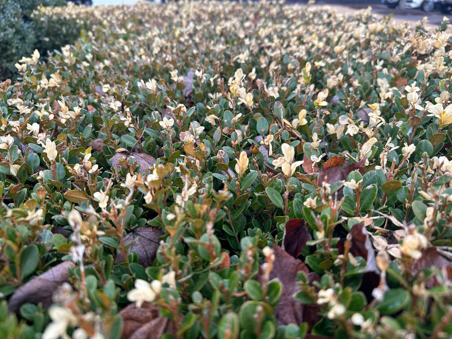 Your Ornamental Shrubs and Lawn After a Hard Freeze