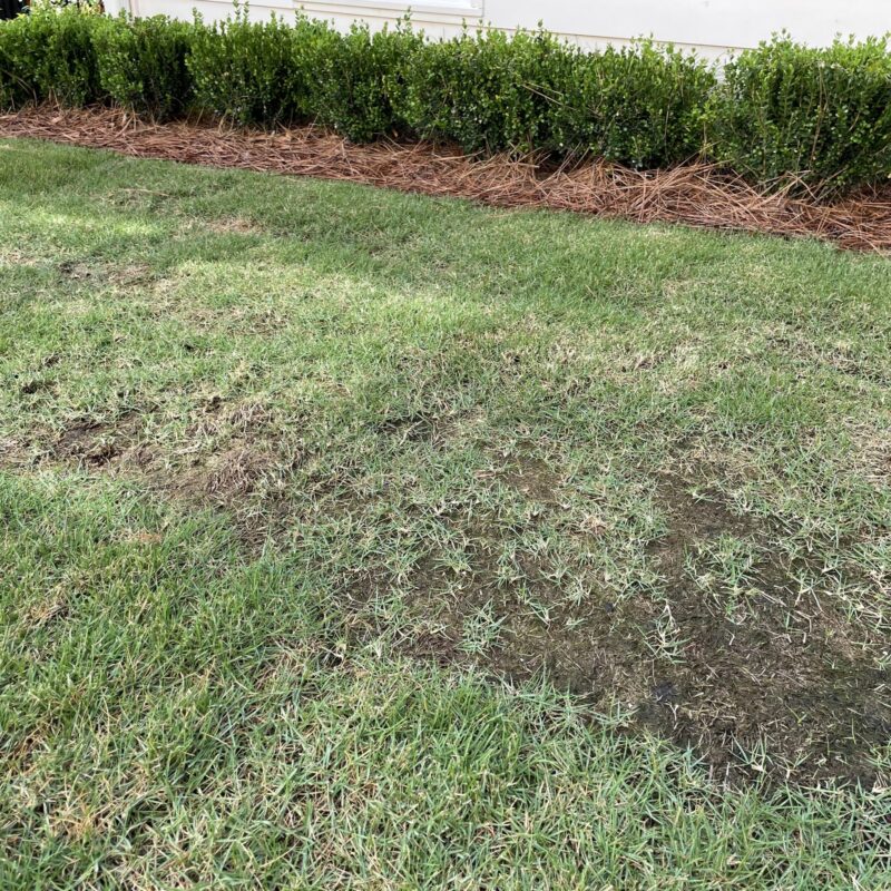 Lawn in need of Dressing