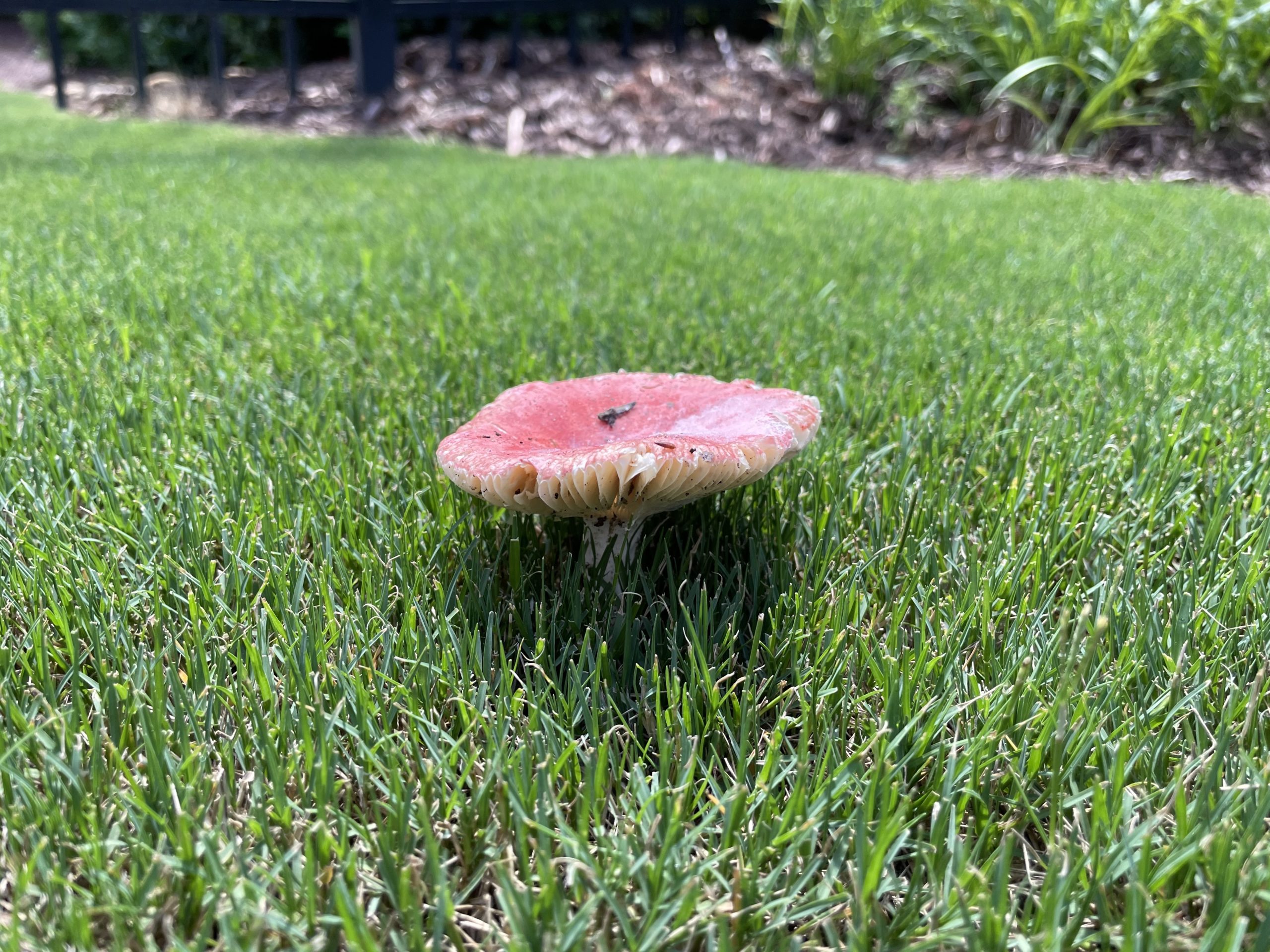 Why Do I Have Mushrooms In My Lawn?