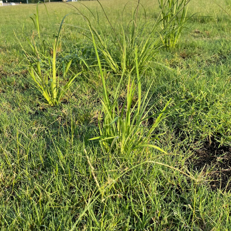 broomsedge growing in turf