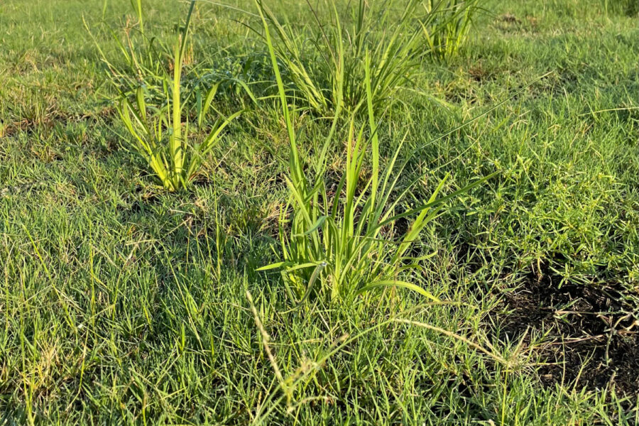broomsedge growing in turf