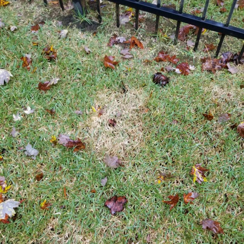 large patch in fall turf