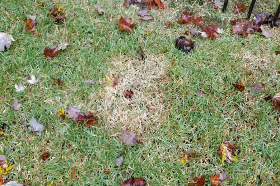 large patch in fall turf