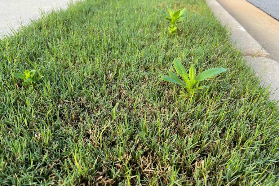 Burnweed in lawn