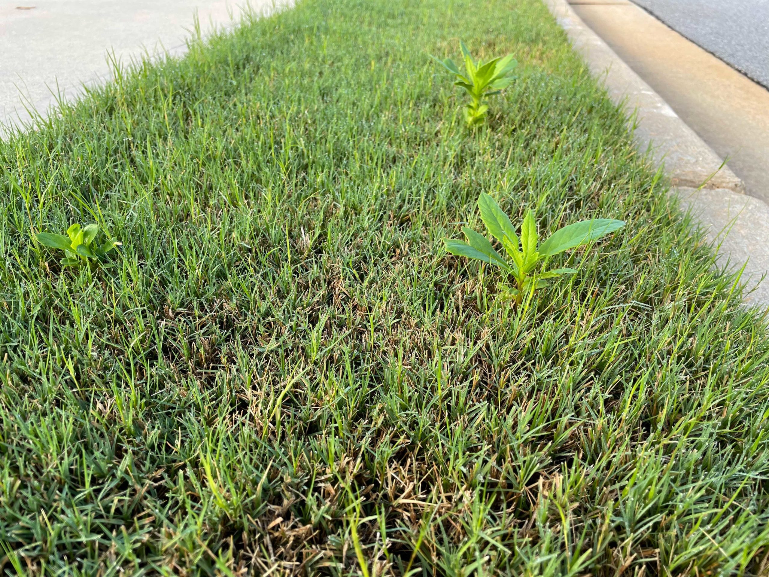 How To Keep Burnweed Out Of Your Lawn