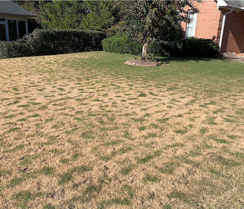 patchy brown and green lawn after frost
