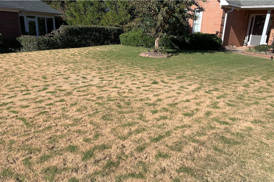 patchy brown and green lawn after frost