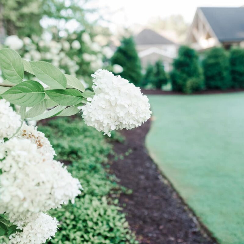 White hydrangeas next to a beautiful green lawn with mulch on the sides and ornamentals surrounding the lawn