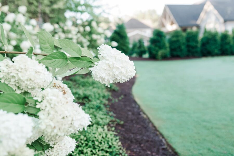 White hydrangeas next to a beautiful green lawn with mulch on the sides and ornamentals surrounding the lawn