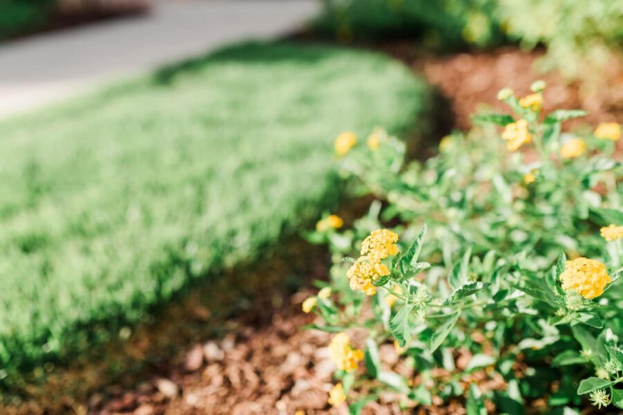 Shrub with yellow flowers in a mulched landscape bed next to a manicured lawn
