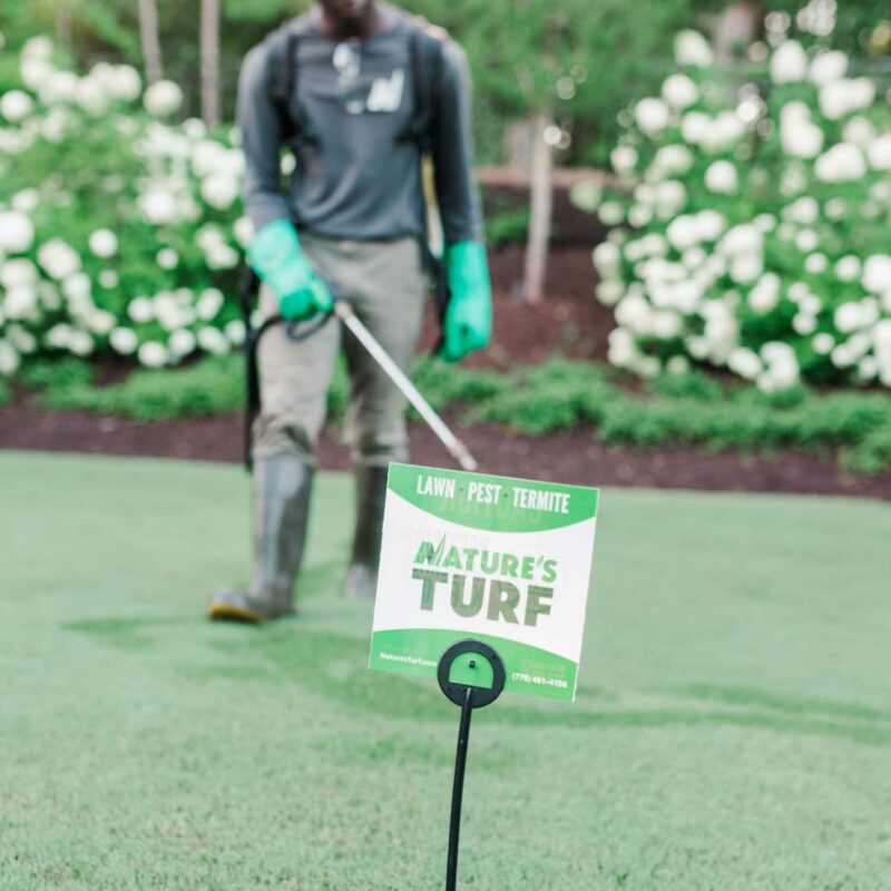 Nature's Turf employee applying lawn care products via a hose to a lush green lawn with white flowering shrubs and focusing on a Nature's Turf lawn sign in the grass