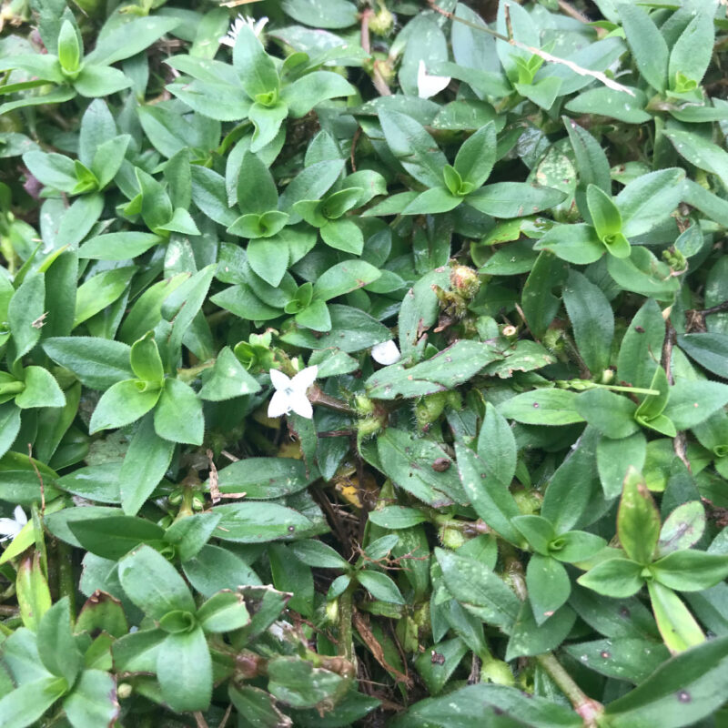 tiny white flowers of Virginia Buttonweed