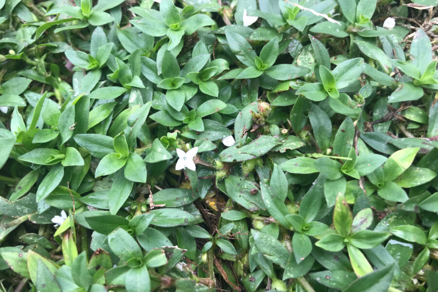 tiny white flowers of Virginia Buttonweed