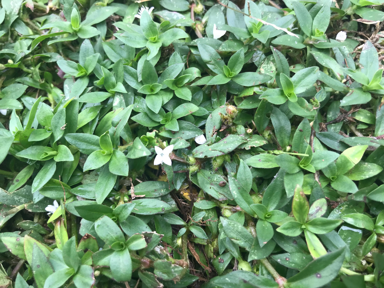Virginia Buttonweed: The Small White Flowers in Your Lawn