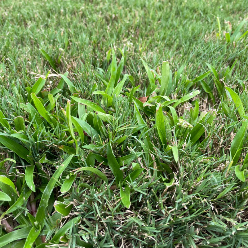 doveweed spreading in turf
