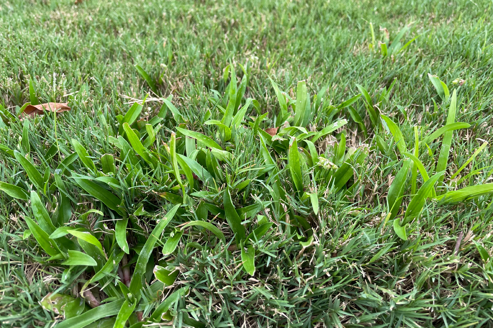 How to Control Doveweed in Your Lawn
