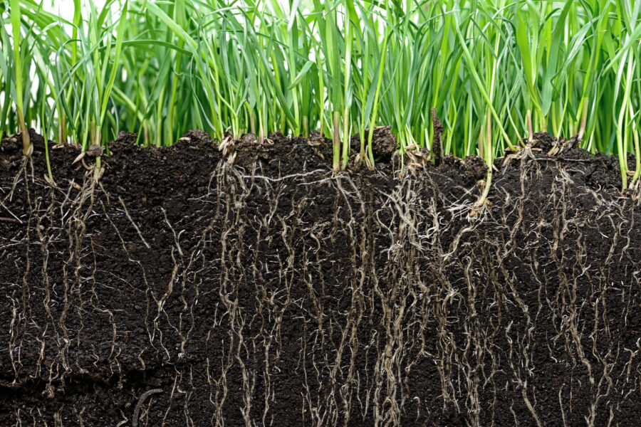 Grass with roots in soil