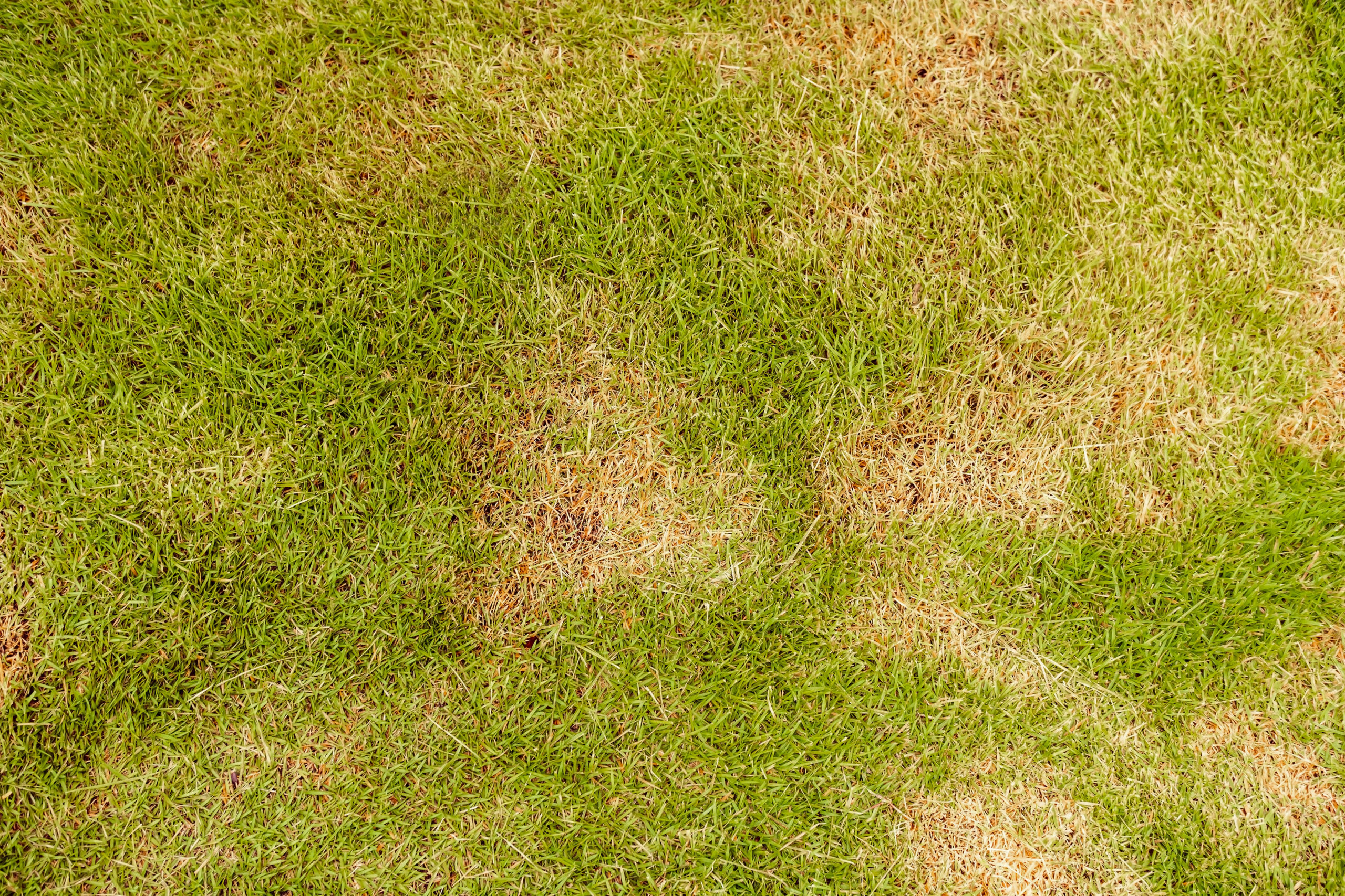 Signs Your Lawn Has a Disease