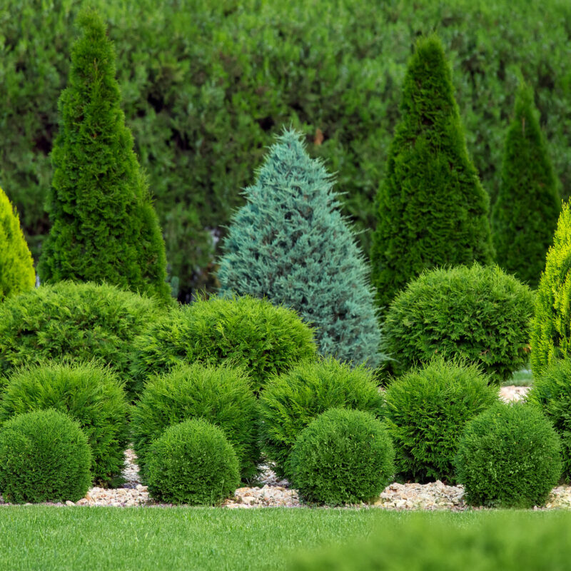 green trees and shrubs in backyard