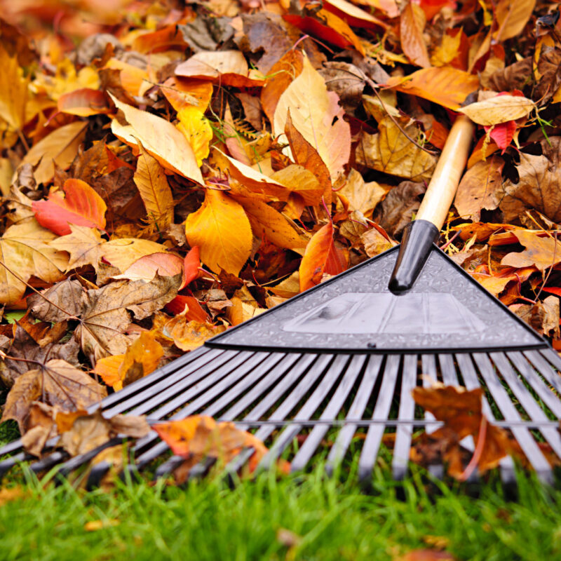 Fall leaves in the grass with rake