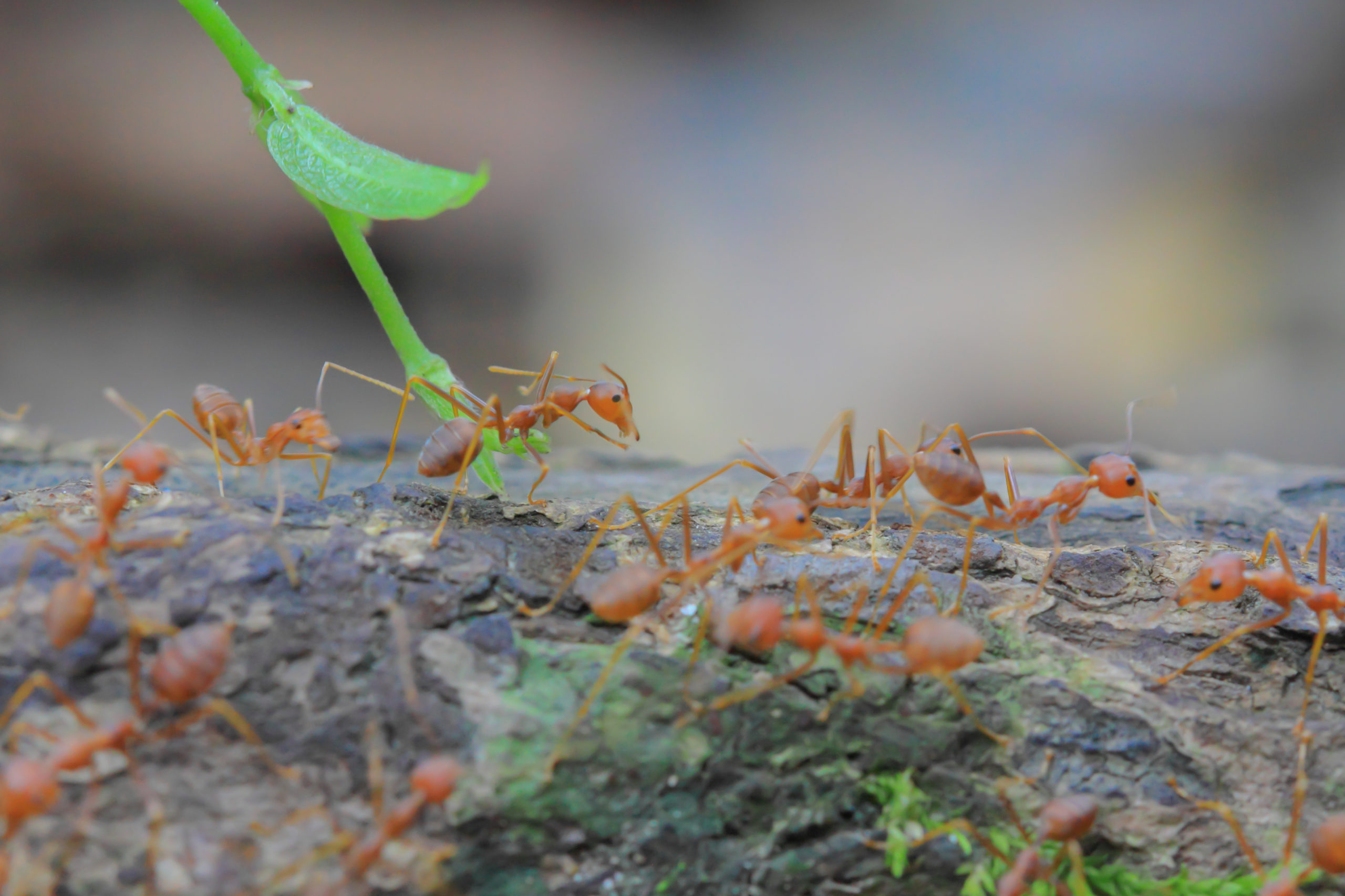 Fighting Fire Ants