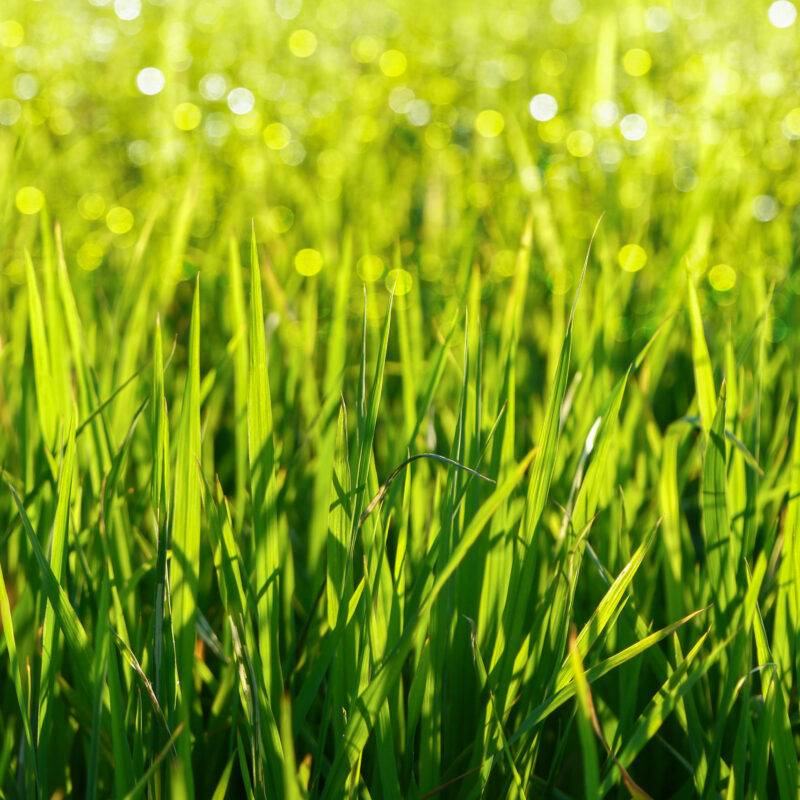 Green Grass and Light