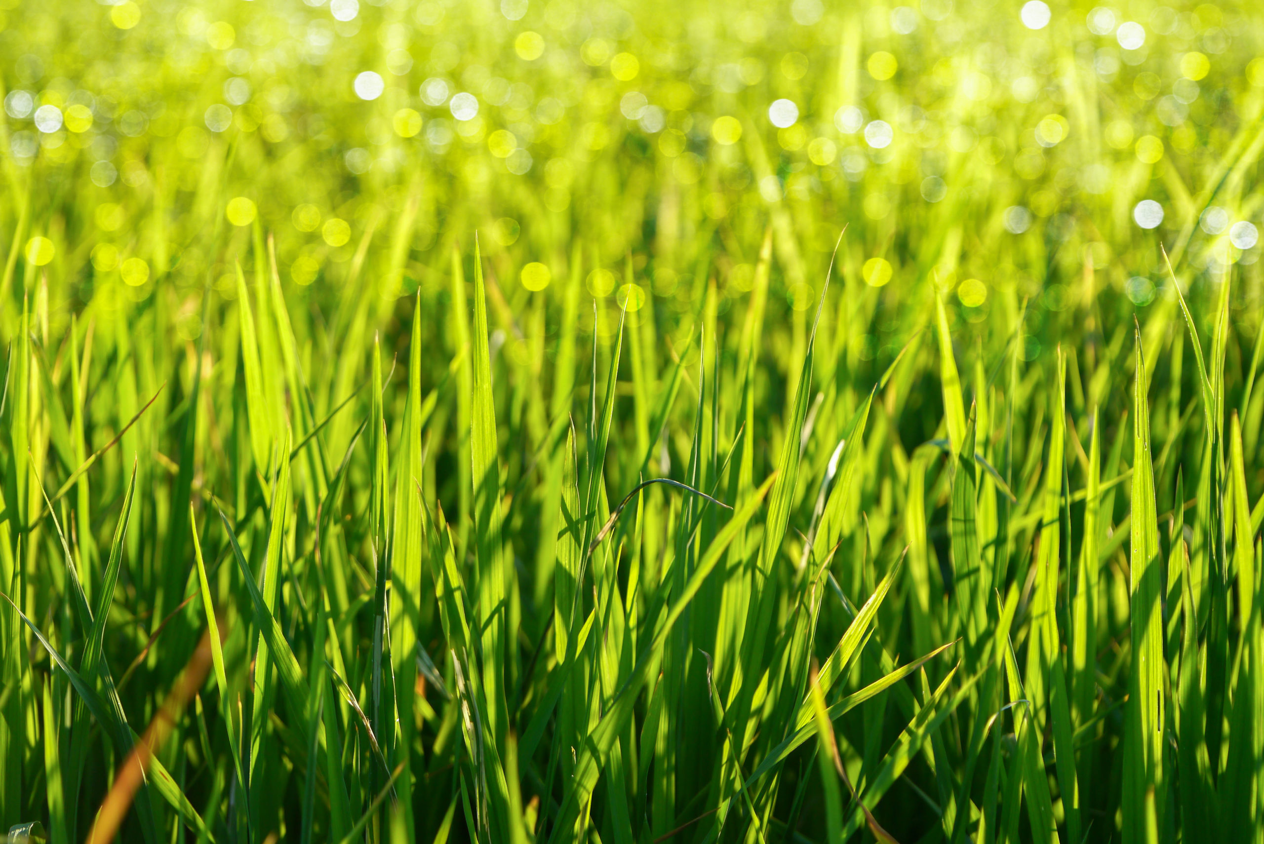 The DNA Behind Your Grass