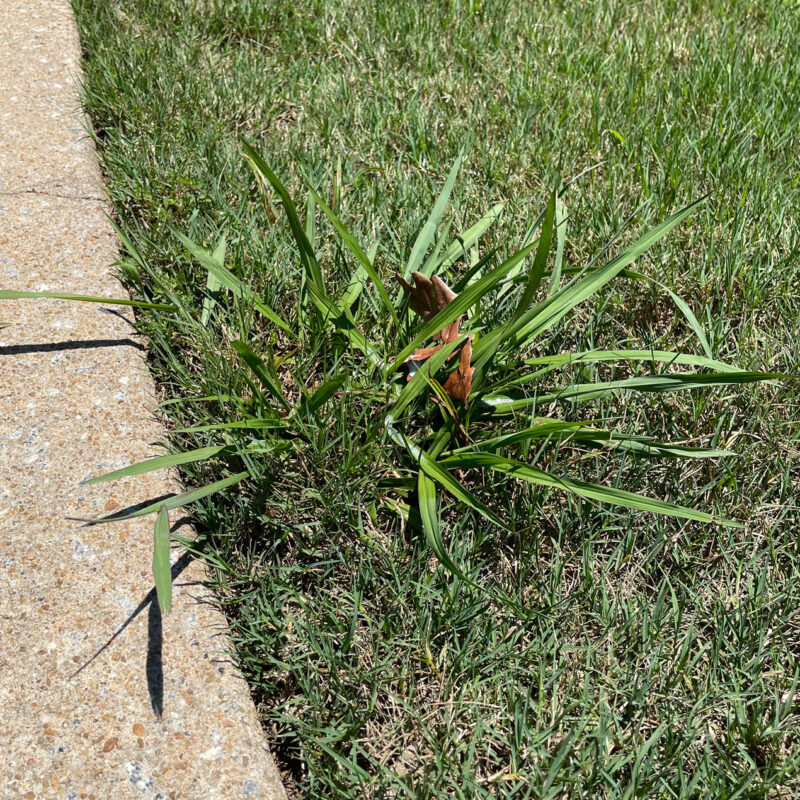 Dallisgrass growing in someone's lawn