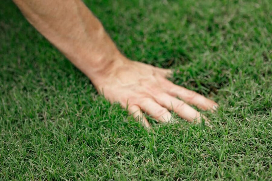A person's hand pressing down on soft grass